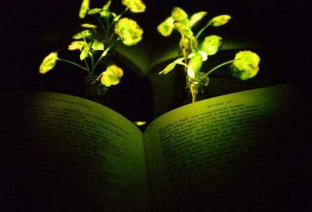 گیاهانی که خانه را روشن می‌کنند!