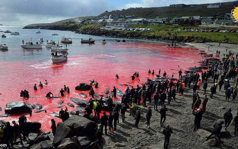 کشتار بی رحمانه نهنگ‌ها؛ آب دریا قرمز شد