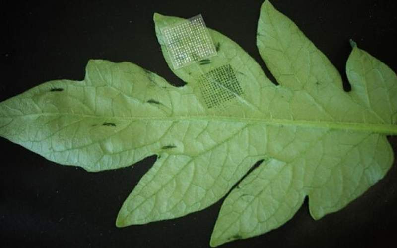 تشخیص سریع بیماری گیاهان با "پچ ریزسوزن"