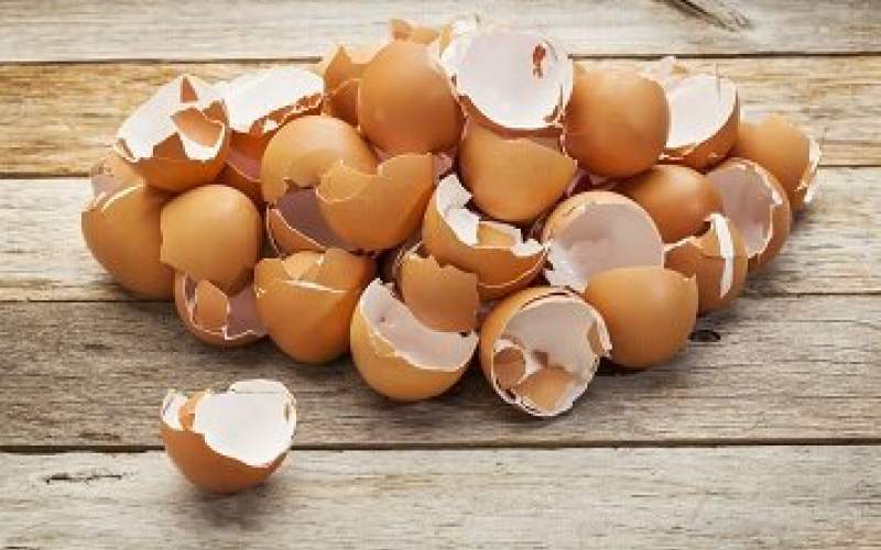 تاثیر پوست تخم مرغ در رشد و ترمیم استخوان‌ها
