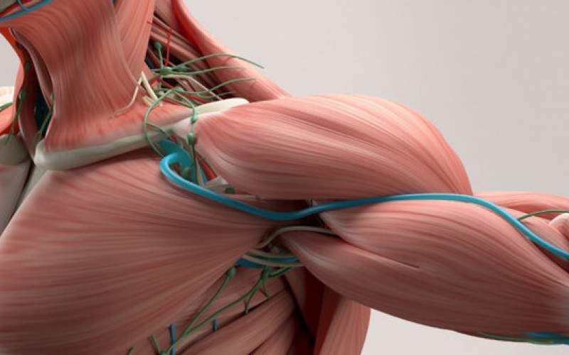 ساخت عضلات مصنوعی قوی‌تر از عضلات انسانی