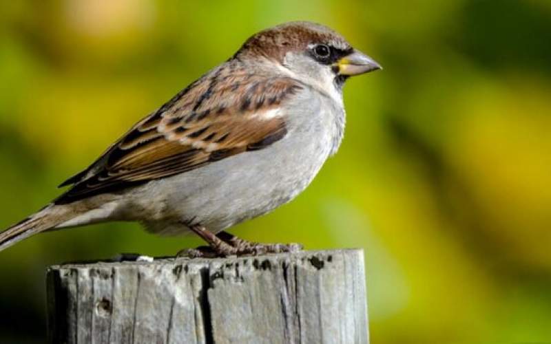 پیشگیری و درمان استرس با پرندگان آوازخوان