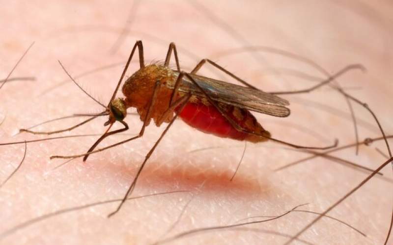 پرونده مالاریا در ایران بسته می‌شود؟