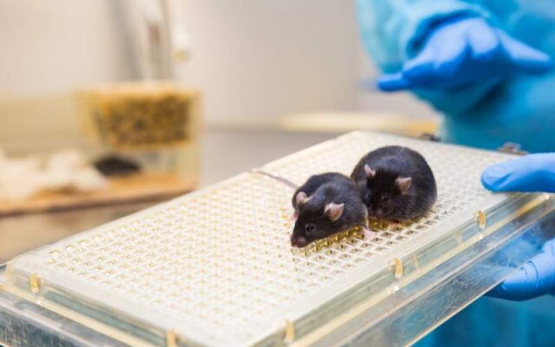 موش‌هایی باسلول مغزانسان برای درمان آلزایمر
