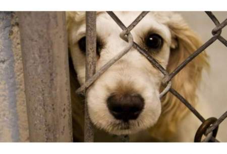 انتقاد از تعلل در لایحه حمایت از حقوق حیوانات