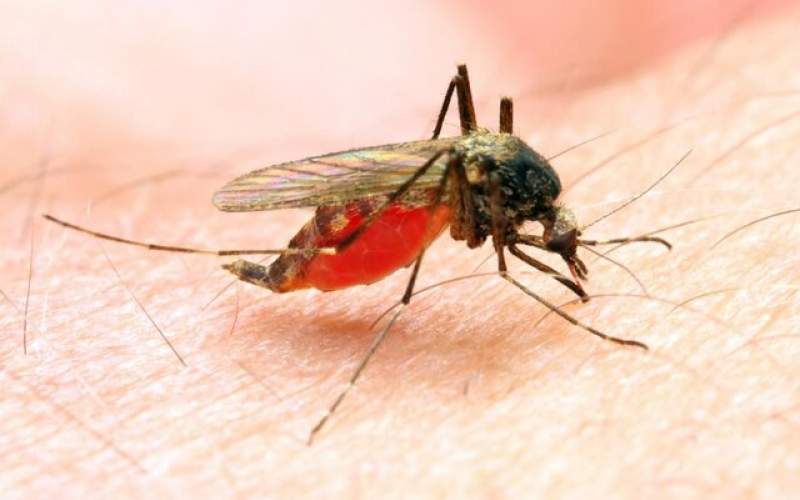 کشف روش جدیدی برای پیشگیری از شیوع مالاریا