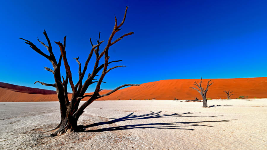 ابقایای مرده یک درخت اقاقی، یک تصویر واضح در پارک ملی نامیب