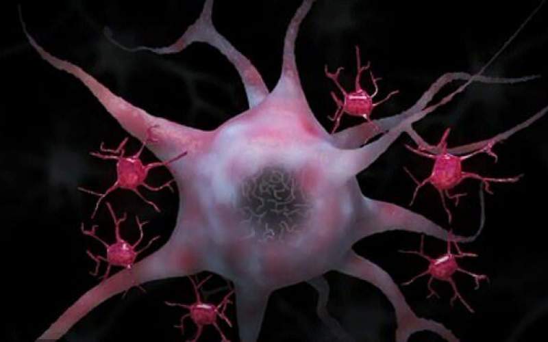 توقف آلزایمرباازبین‌بردن سلول‌های ایمنی