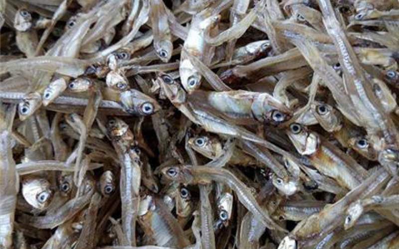 ماهی متو و کاربردهای آن در صنایع غذایی