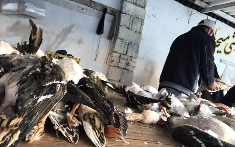 کشتار بی‌رحمانه پرنده‌های مهاجر در فریدونکنار