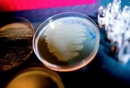 کشف آنتی‌بیوتیک جدید در روده یک کرم