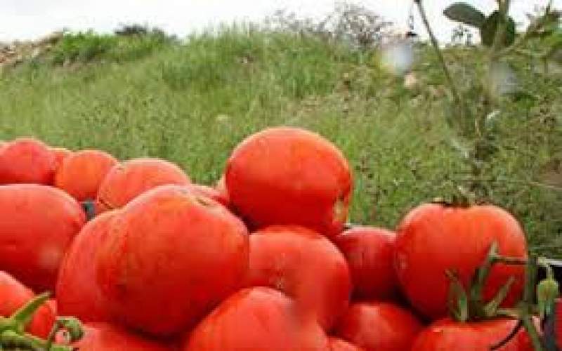 قیمت گوجه‌فرنگی به‌زودی کاهش می‌یابد