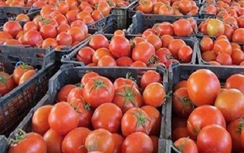 گرانیِ گوجه‌فرنگی ربطی به قیمت بنزین ندارد