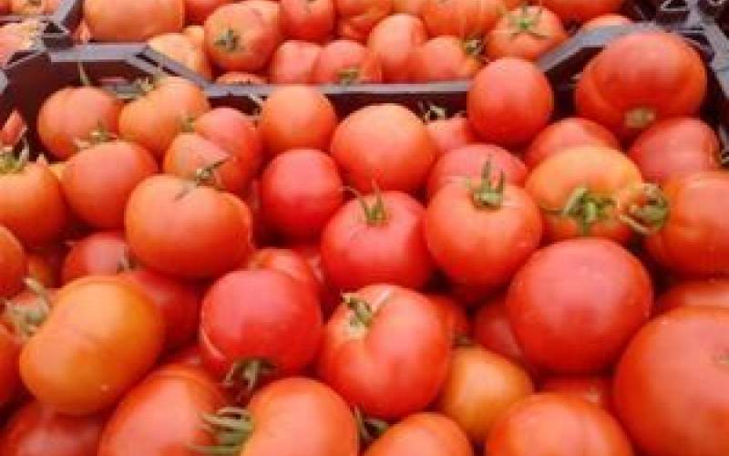کاهش قیمت گوجه‌فرنگی به دی‌ماه موکول شد
