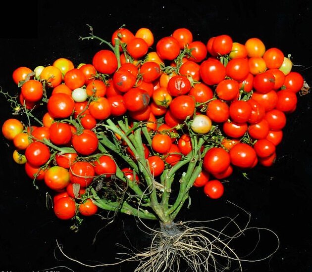 گوجه فرنگی خوشه‌ای با روش اصلاح ژن