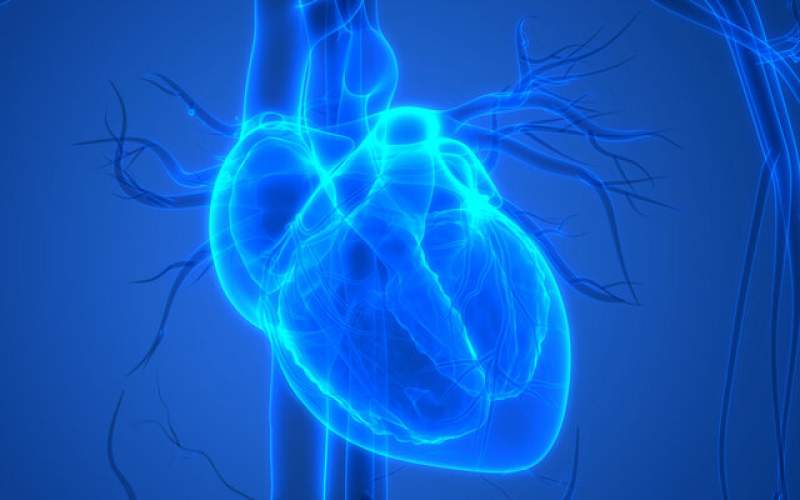 بافت‌های ۳بعدی قلب توسعه داده شدند