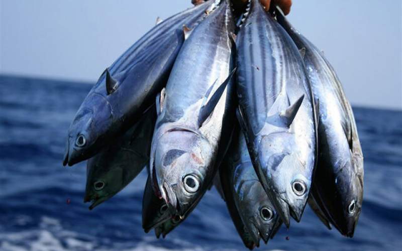 آسیب‌زا نبودن مصرف ماهی‌های دریای خزر