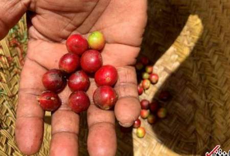 علاقه ساکنان ماداگاسکار به قهوه خفاشی