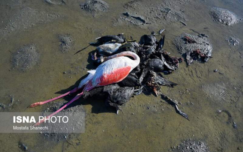 بوتولیسم پرندگان میانکاله را کشت
