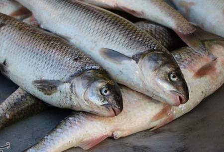 "سرانه مصرف ماهی" تهرانیها چقدر است؟