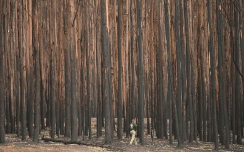 آتش‌سوزی‌های جنگلی تجدید می‌شود؟
