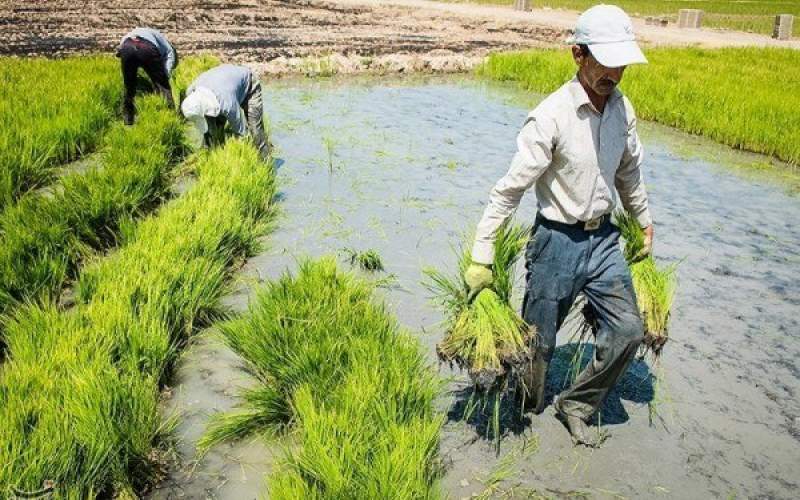 نجات برنجکاری خوزستان با وقوع سیلاب‌ها