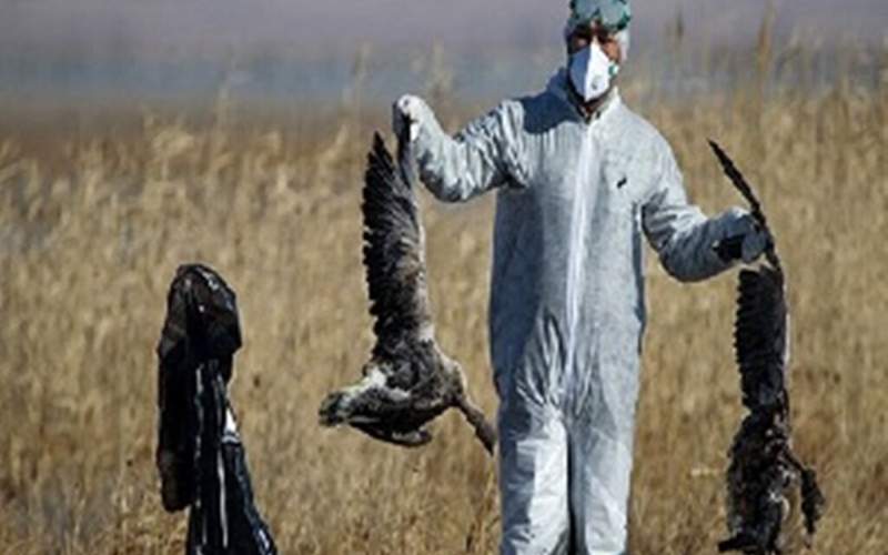 شیوع آنفولانزای پرندگان در چین همزمان با کرونا