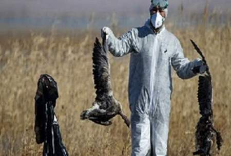 شیوع آنفولانزای پرندگان در چین همزمان با کرونا