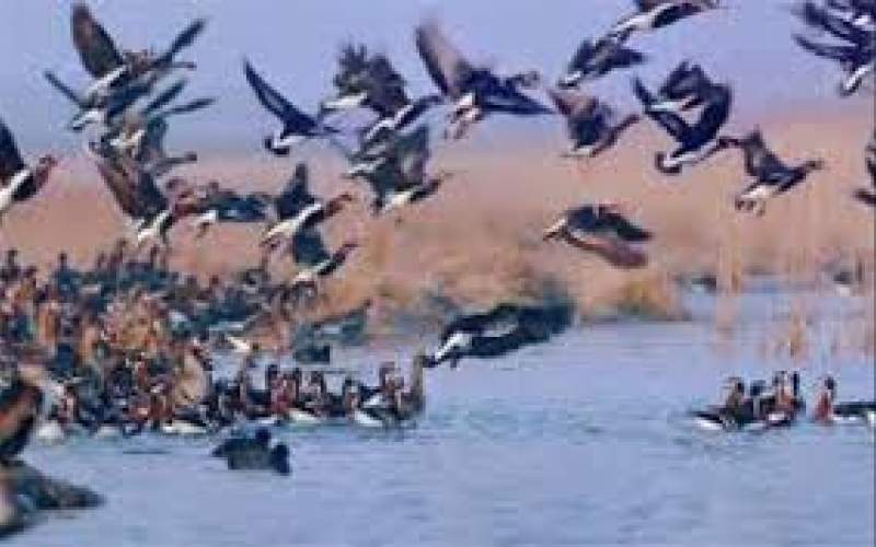 ممنوعیت شکار پرندگان در دو استان شمالی
