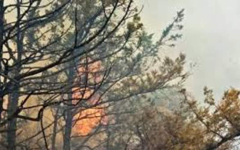 احتمال عمدی بودن آتش‌سوزیِ جنگل‌های شمال