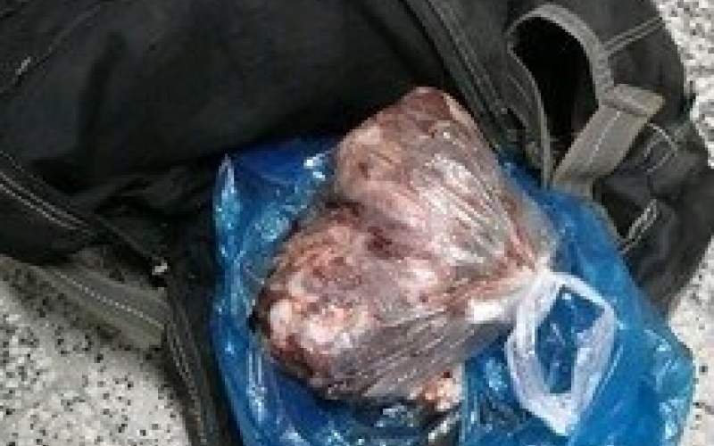 شکارچیان خوک در مازندران بازداشت شدند