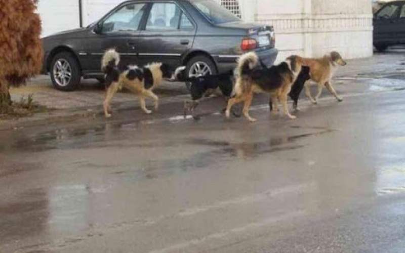 کودک کار در یزد قربانی حمله سگ‌های ولگرد شد