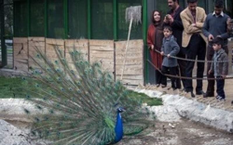 باغ پرندگان تهران تعطیل شد