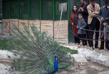باغ پرندگان تهران تعطیل شد