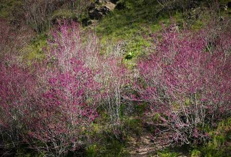 سرزمین زیبای ایران«دره ارغوان مشهد»  <img src="https://cdn.baharnews.ir/images/picture_icon.gif" width="16" height="13" border="0" align="top">