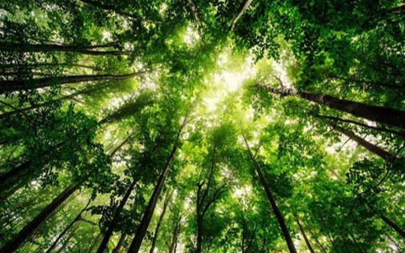 جان دوباره جنگل با انرژی پاک
