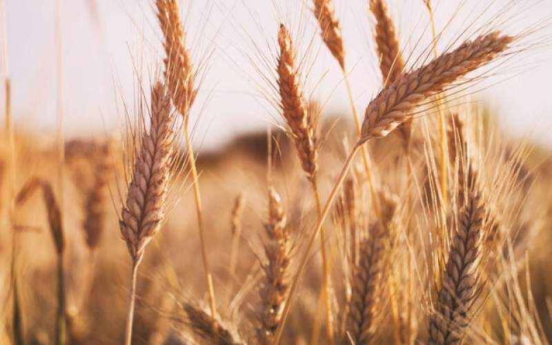 تولید ۱ میلیون و ۳۰۰ هزار تن گندم در فارس