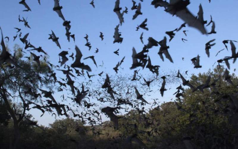 خفاش‌ها هم فاصله‌گیری را رعایت می‌کنند!