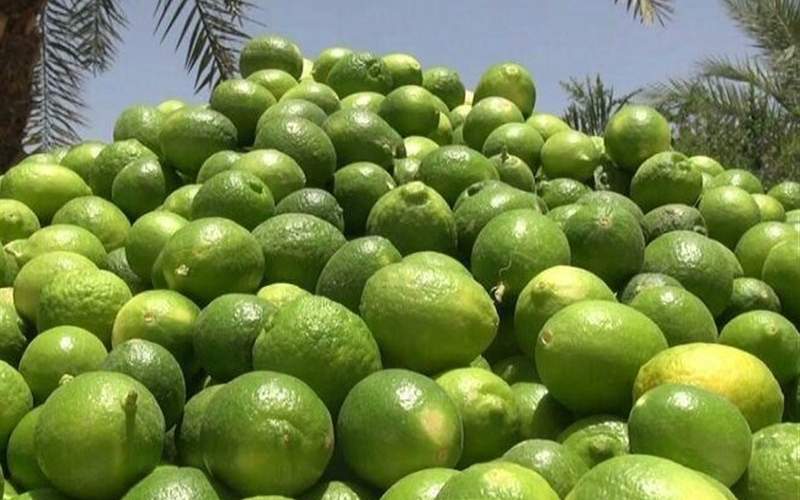 صادرات همه نوع لیمو ممنوع شد