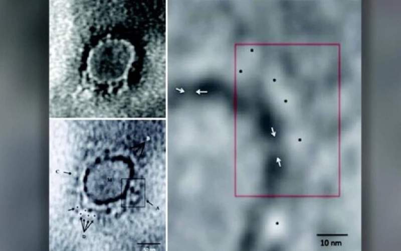 هندی‌ها تصویر میکروسکوپی کرونا را منتشر کردند