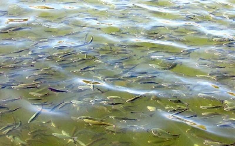 تکثیر طبیعی ماهیان استخوانی در ۴ رودخانه گیلان
