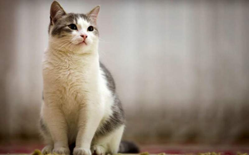 گربه‌ها کروناویروس را انتقال می‌دهند؟