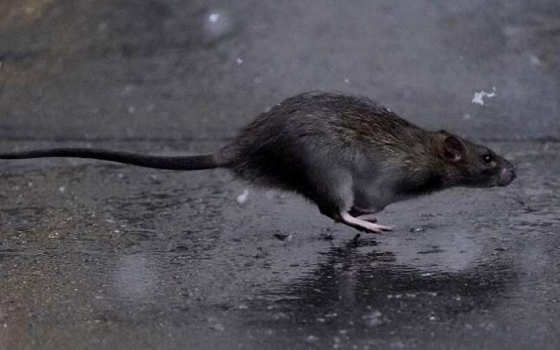 خطری برای انسان‌ها: موش‌های گرسنه