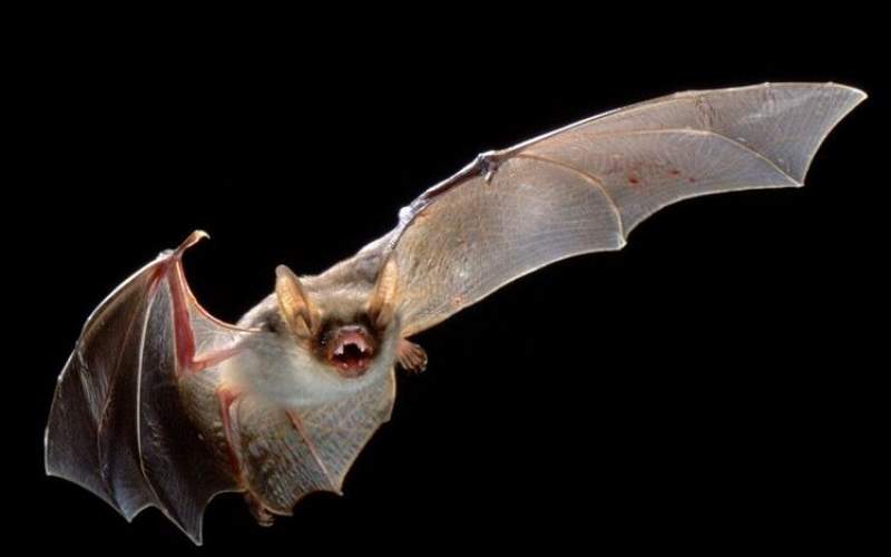 دانشمندان‌ نوع دیگری‌ از‌ کرونا را در خفاش‌ یافتند