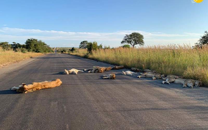 تصاویری نادر از شیر‌های خوابیده در جاده