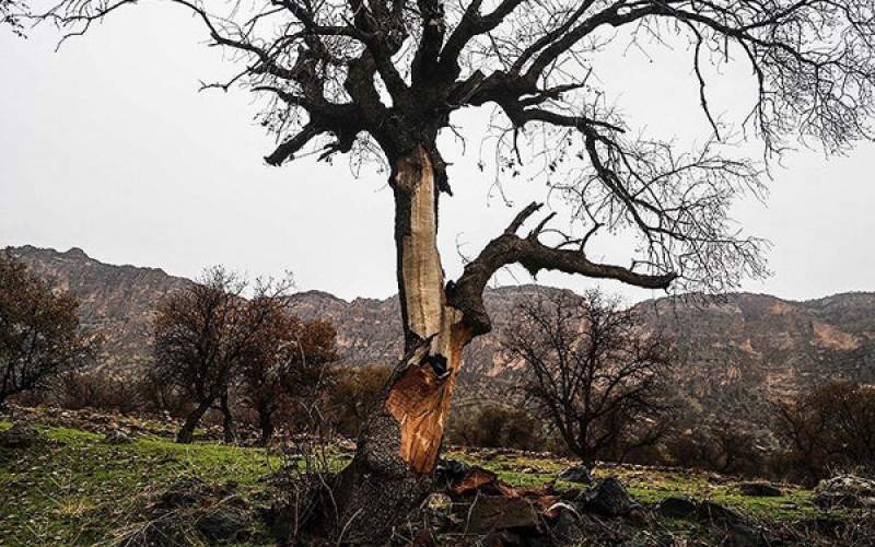 مرگ تدریجی درختان زاگرس برای تکه‌ای زغال