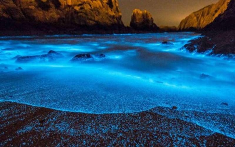 علت نورهای آبی عجیب در برخی سواحل چیست