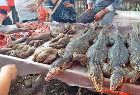 ادامه فعالیت بازار فروش جانوران وحشی در آسیا