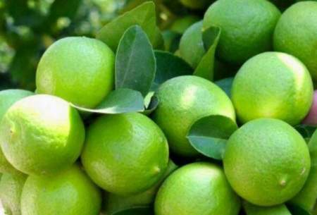تصمیمات مهم برای تنظیم بازار لیمو