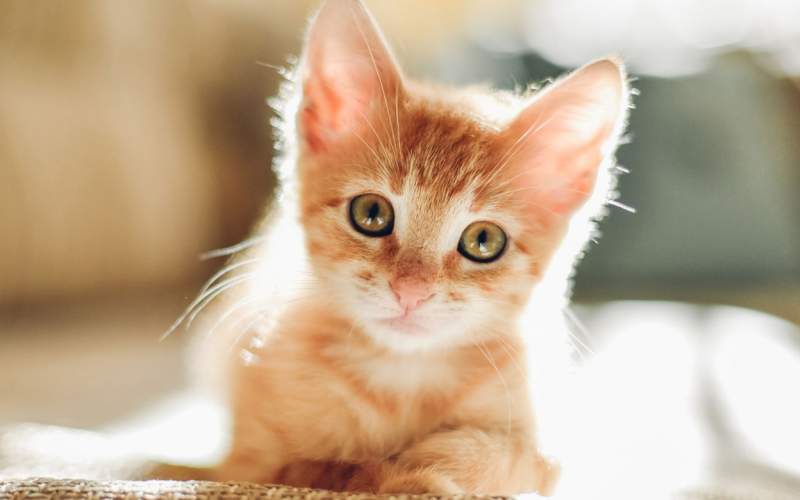 شناسایی اولین گربه مبتلا به کرونا در فرانسه